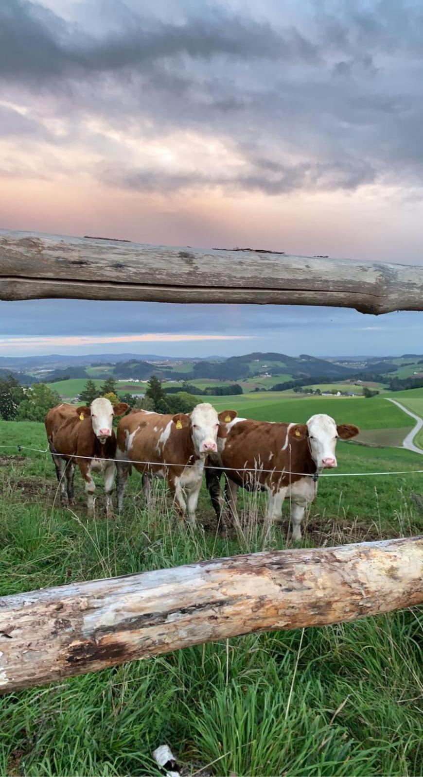 Ferienwohnung im Mühlviertler Panorama Vierseithof Lembach im Mühlkreis Exterior foto